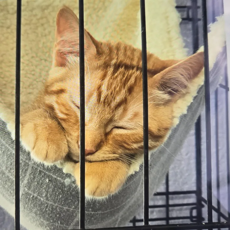 An adult medium-sized male Tabby (Orange / Red) Domestic Short Hair cat named Alvari Ort for adoption in Missouri City, TX