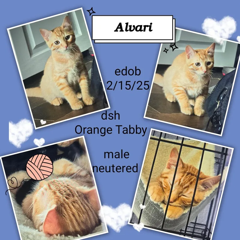 Alvari Ort thumbnail 3