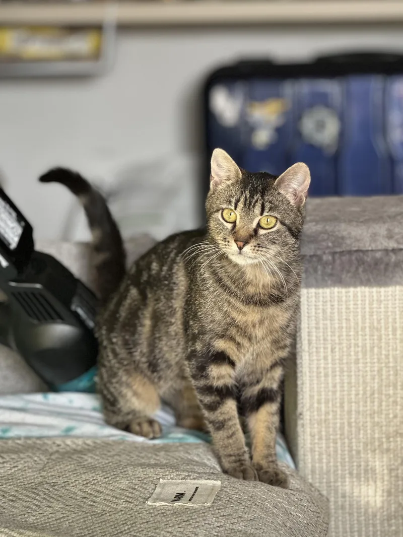 A young small-sized female Tabby (Brown / Chocolate) Domestic Short Hair cat named Sardine for adoption in brooklyn, NY