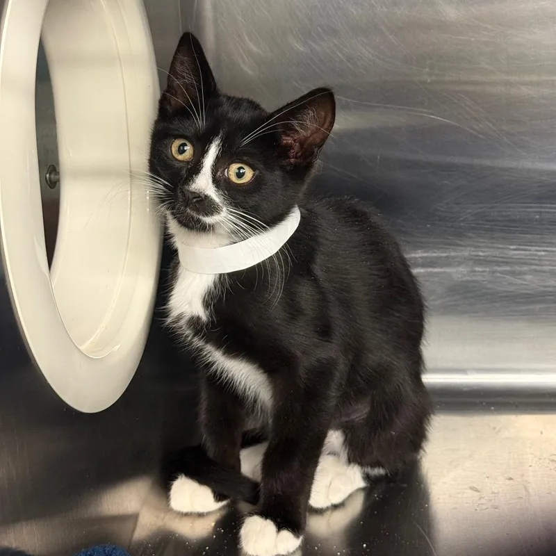 A baby small-sized female Black Domestic Short Hair cat named Savannah for adoption in Spokane, WA