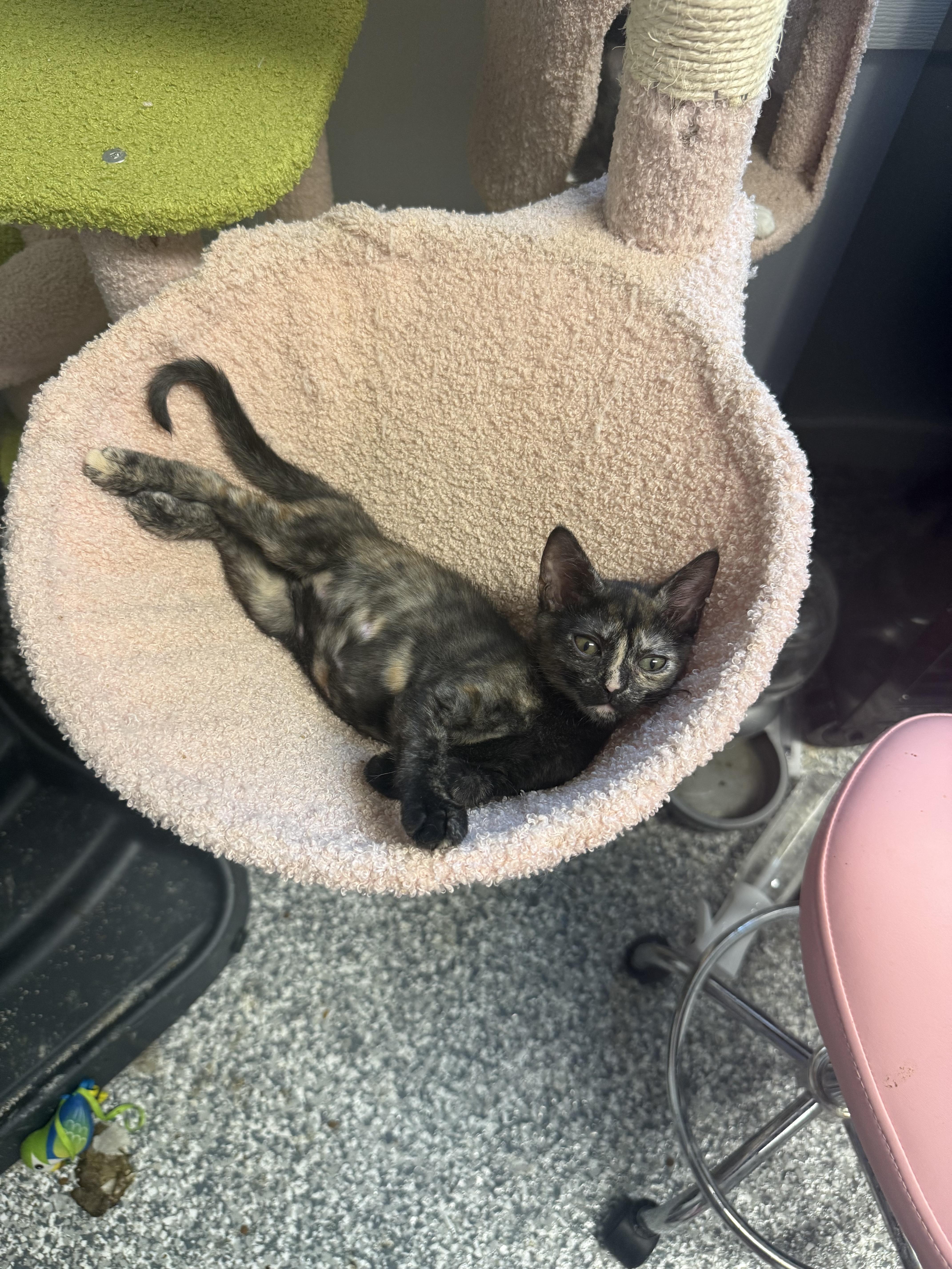 A baby medium-sized female Calico cat named Lilac for adoption in Currie, NC