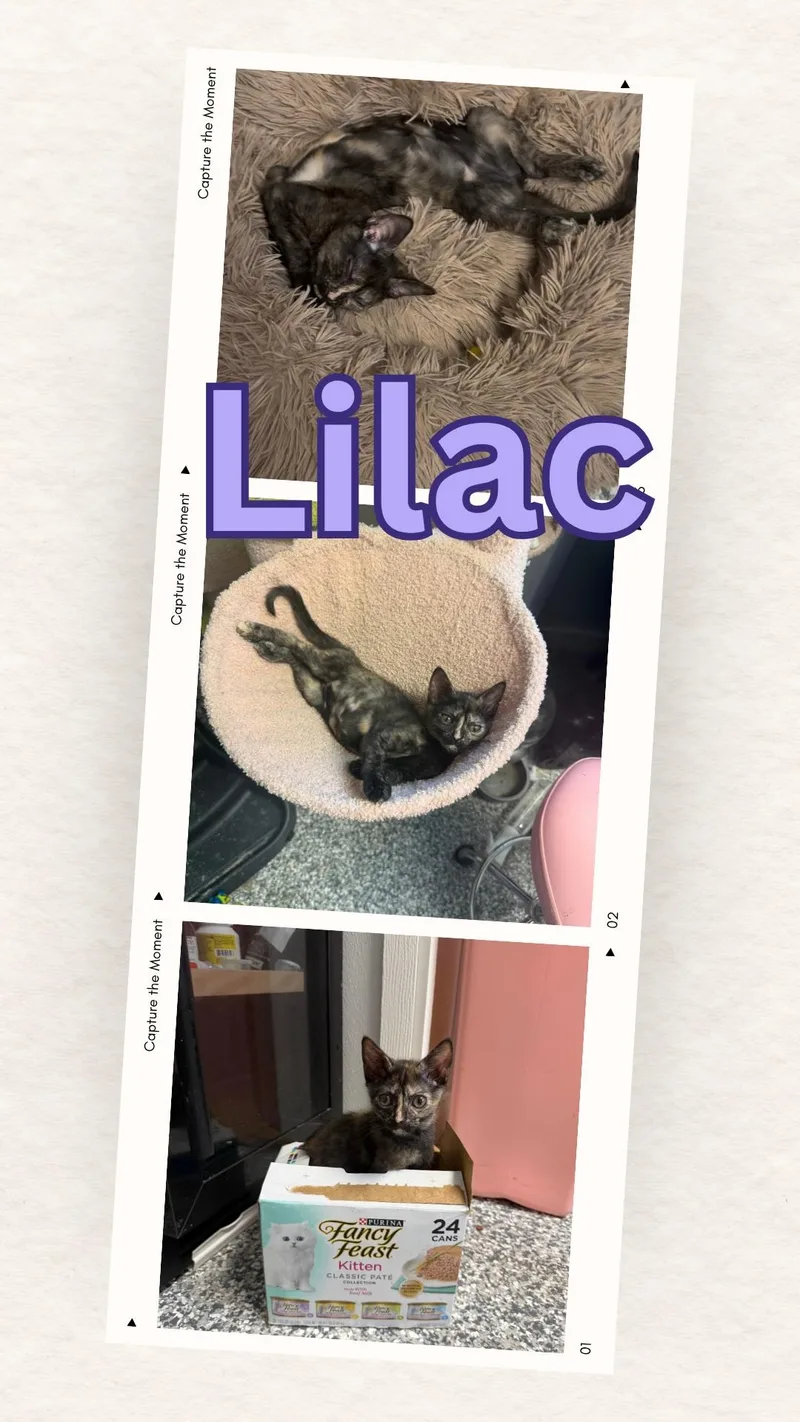 Lilac thumbnail 2