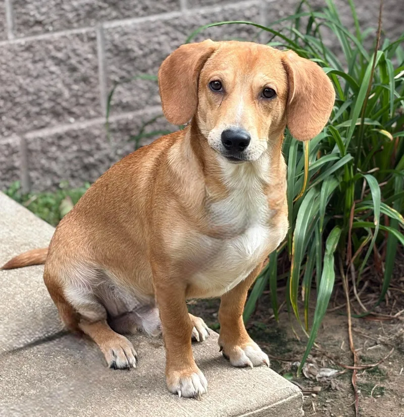 An adult medium-sized male Yellow / Tan / Blond / Fawn Beagle dog named Curious George for adoption in Prudenville, MI