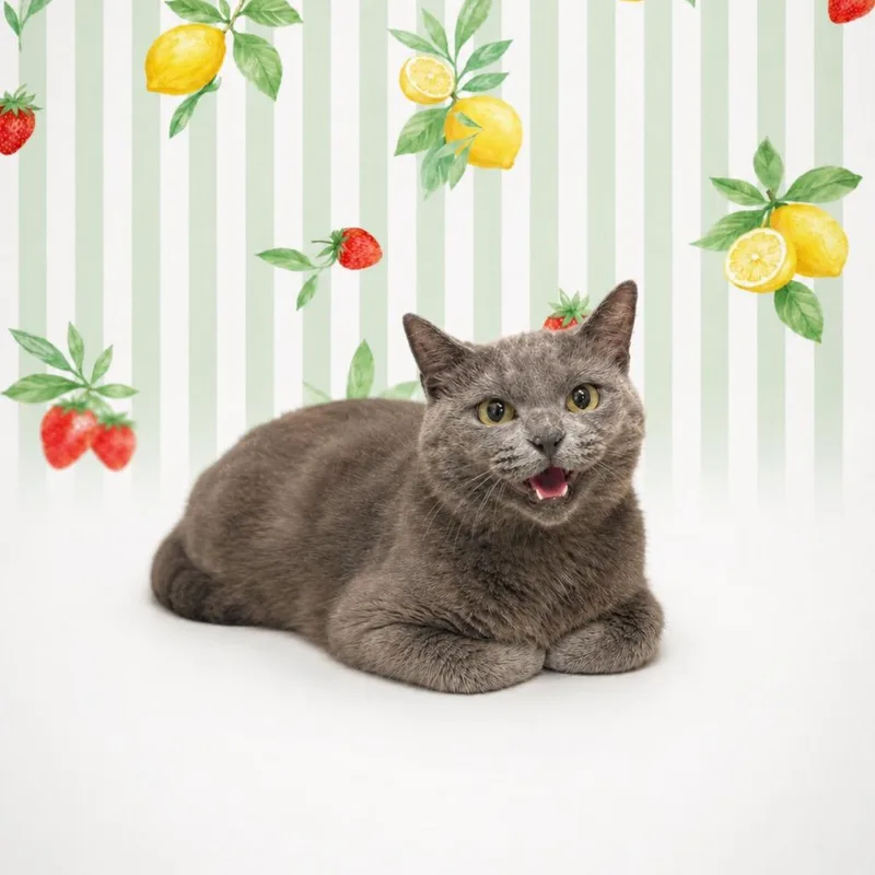 A young medium-sized female Gray / Blue / Silver Domestic Short Hair cat named Twila for adoption in Morganton, NC