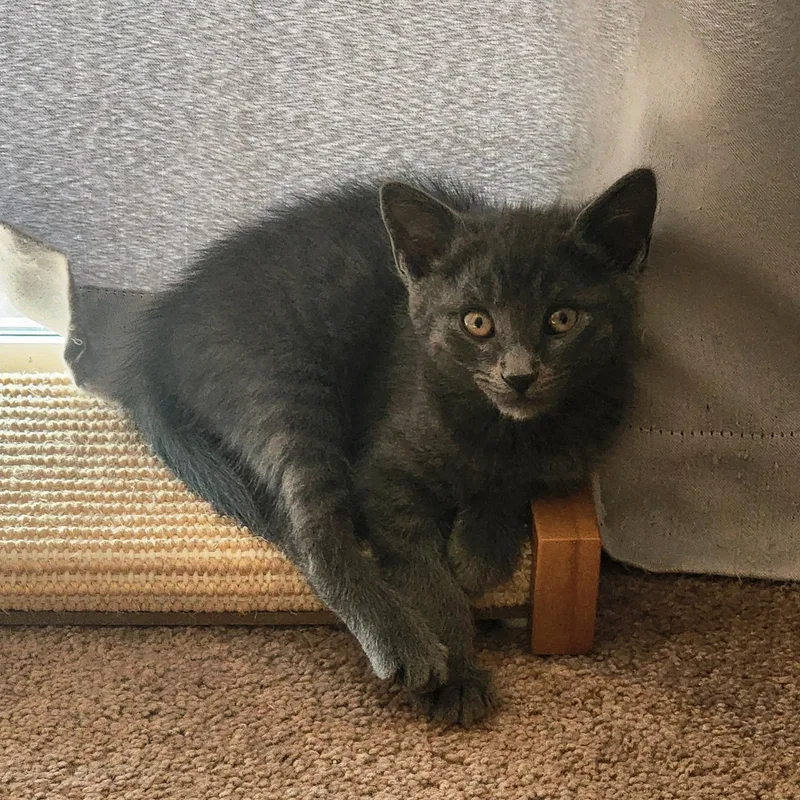 A baby medium-sized male Gray / Blue / Silver Tabby cat named Manfred von Karma for adoption in Woodinville, WA