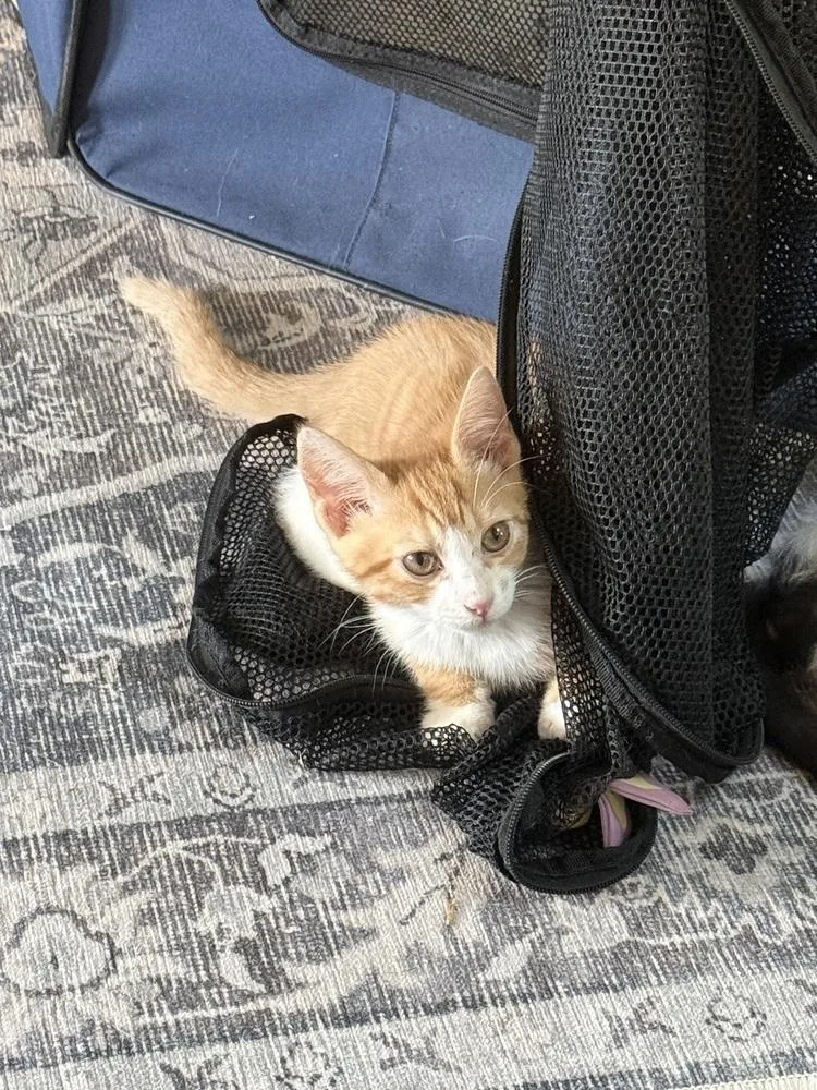 Peaches