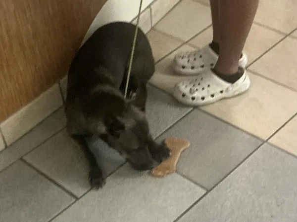 A young large-sized female Shepherd dog named Baby Girl for adoption in Virginia Beach, VA