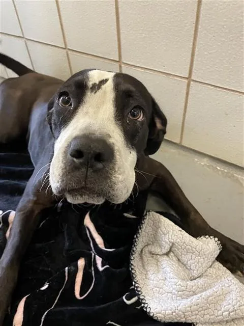 A young medium-sized female Pit Bull Terrier dog named Domino for adoption in Corpus Christi, TX