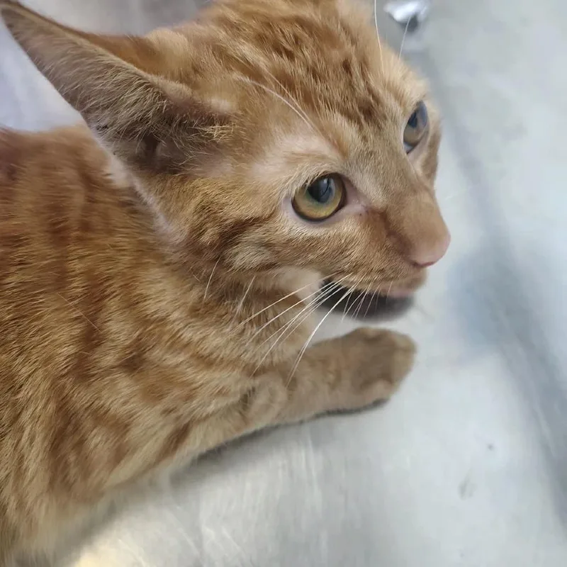 A young small-sized male Orange / Red Domestic Short Hair cat named Ajax for adoption in Ashtabula, OH