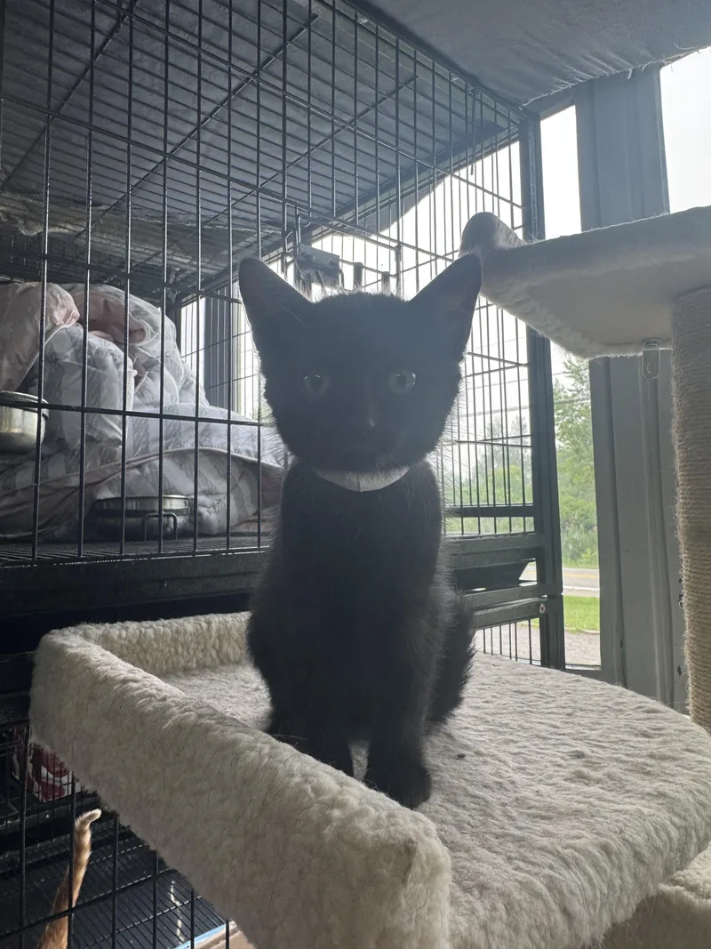 A baby small-sized female Domestic Short Hair cat named Alpha for adoption in Hermitage, PA