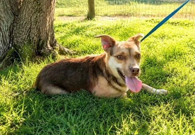 An adult small-sized female Australian Shepherd dog named Val for adoption in Washington, DC