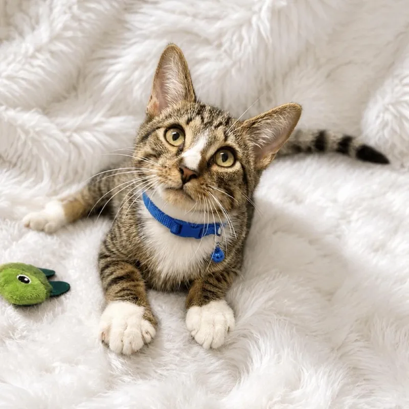 A baby small-sized male Brown / Chocolate Domestic Short Hair cat named Robbie for adoption in Inman, SC