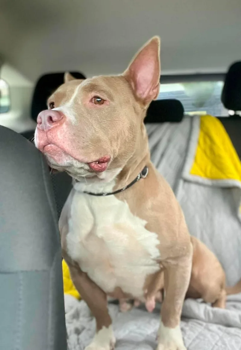 A young large-sized female Pit Bull Terrier dog named Jolene for adoption in Rockville, MD