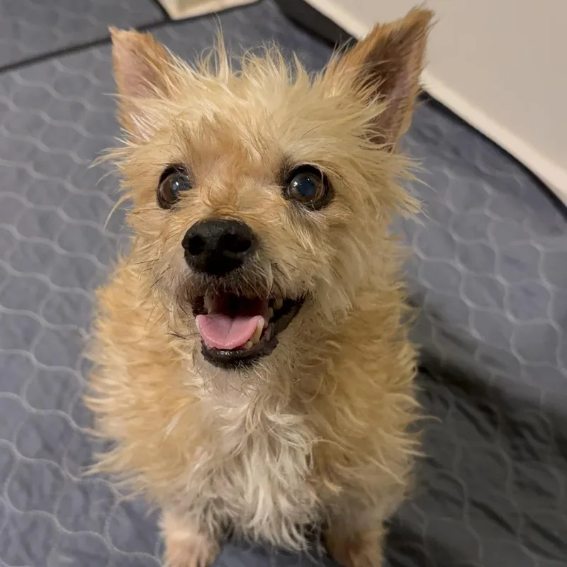 An adult small-sized male Yorkshire Terrier dog named Oscar "The Grouch" for adoption in Pearsall, TX