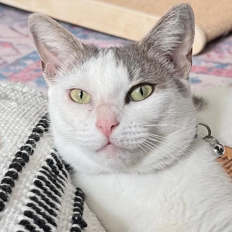 A young medium-sized female Domestic Short Hair cat named Penelope for adoption in Miami, FL