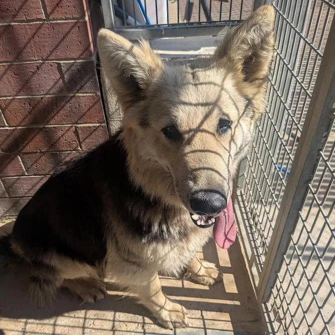 A young large-sized female Bicolor German Shepherd Dog dog named Willa for adoption in Kansas City, KS