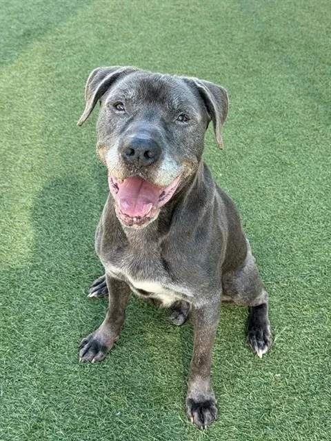 An adult large-sized male Mixed Breed dog named Tucker for adoption in Dallas, TX