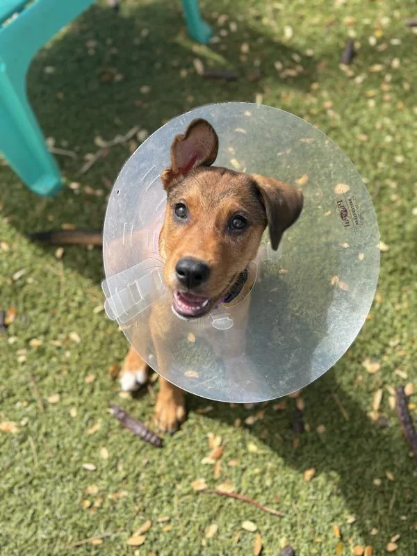 A young medium-sized male Mixed Breed dog named Lucky for adoption in Vancouver, WA