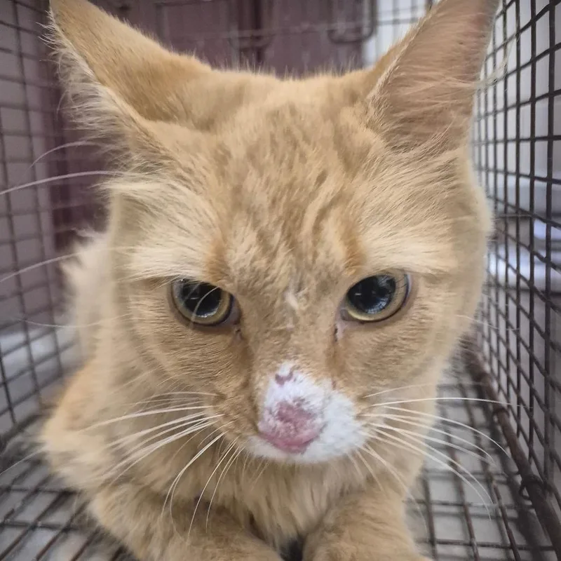 An adult medium-sized female Orange / Red Domestic Short Hair cat named 66575 for adoption in Lake Panasoffkee, FL