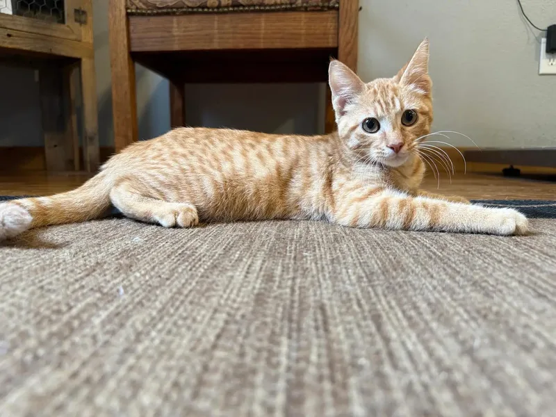 A young medium-sized male Tabby (Orange / Red) Domestic Short Hair cat named Athos for adoption in Park Hill, OK