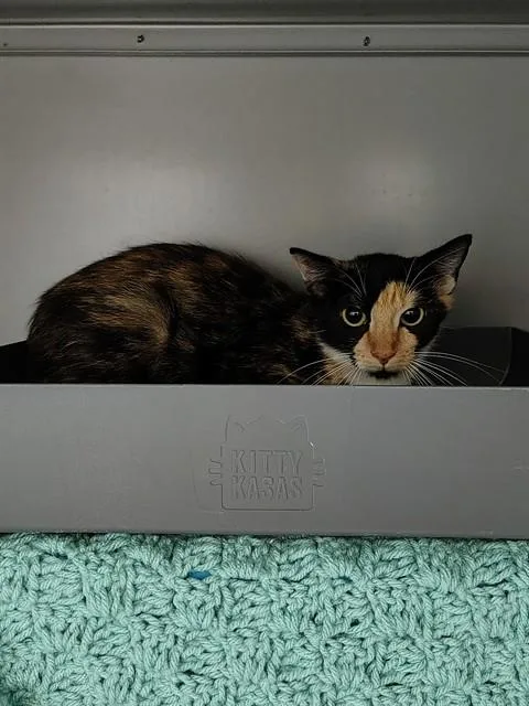 A young small-sized female Domestic Short Hair cat named Nora for adoption in Leesburg, VA