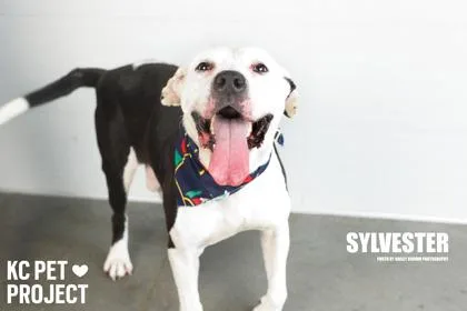 A senior large-sized male Black Pit Bull Terrier dog named Sylvester for adoption in Kansas City, MO