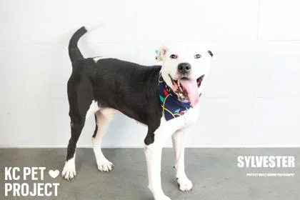 Sylvester thumbnail 2