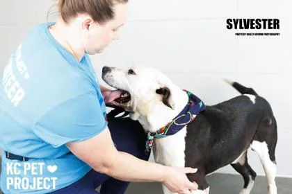Sylvester thumbnail 3