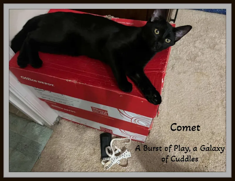 Starr & Comet  thumbnail 2