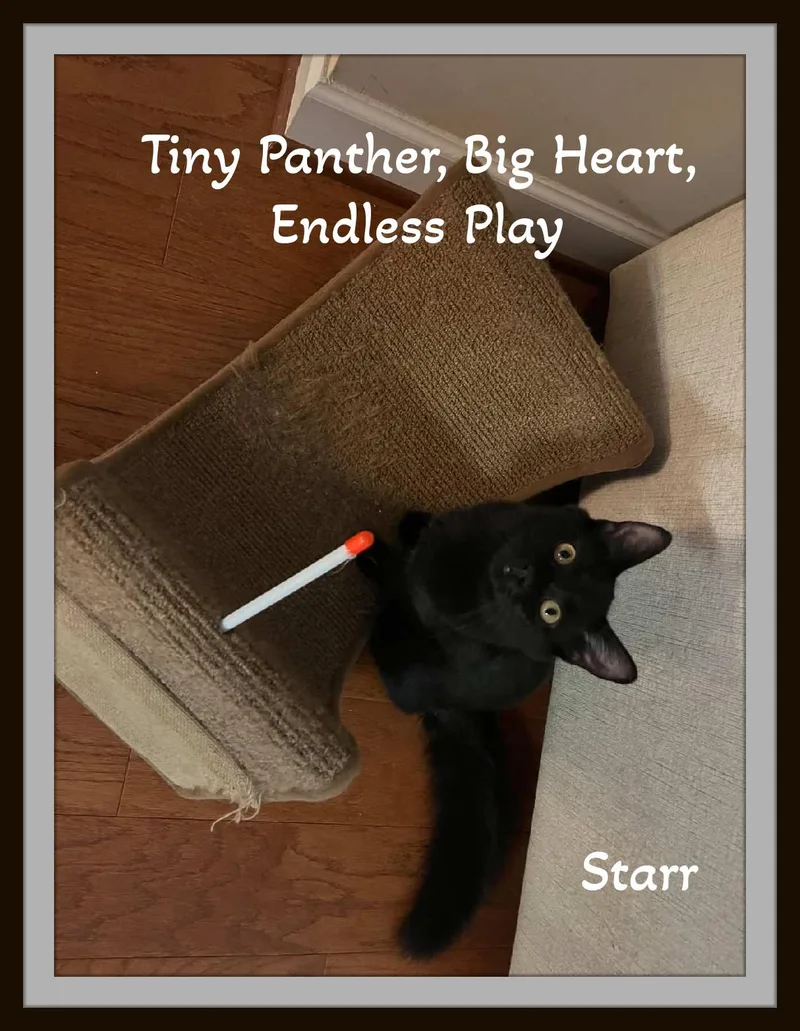 Starr & Comet  thumbnail 4