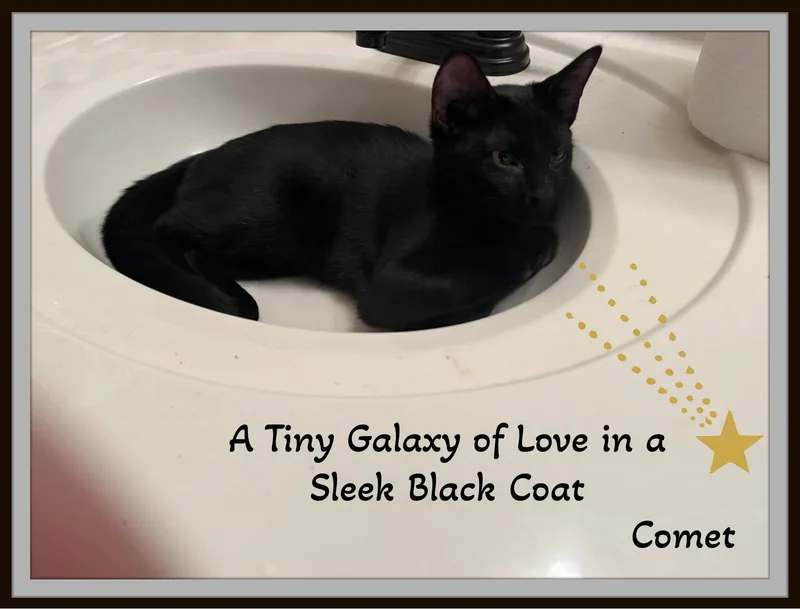 Starr & Comet  thumbnail 5