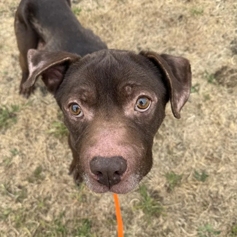 An adult medium-sized male Brown / Chocolate Mixed Breed dog named Beluga for adoption in Tacoma, WA