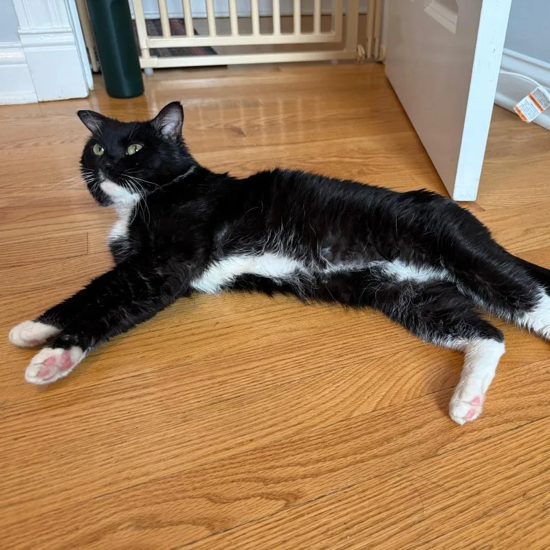 An adult medium-sized male Black & White / Tuxedo Domestic Short Hair cat named Norbert for adoption in Evanston, IL