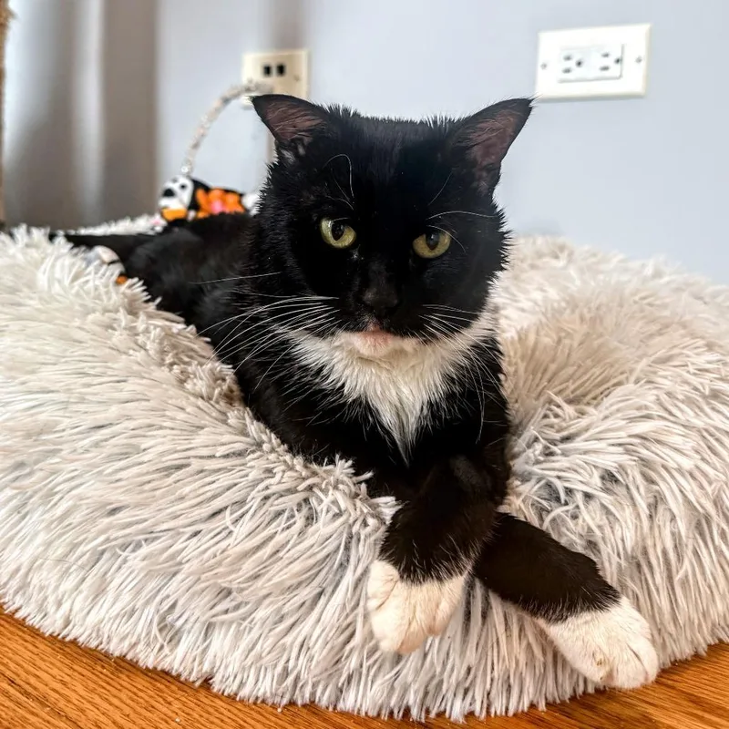 Norbert thumbnail 4