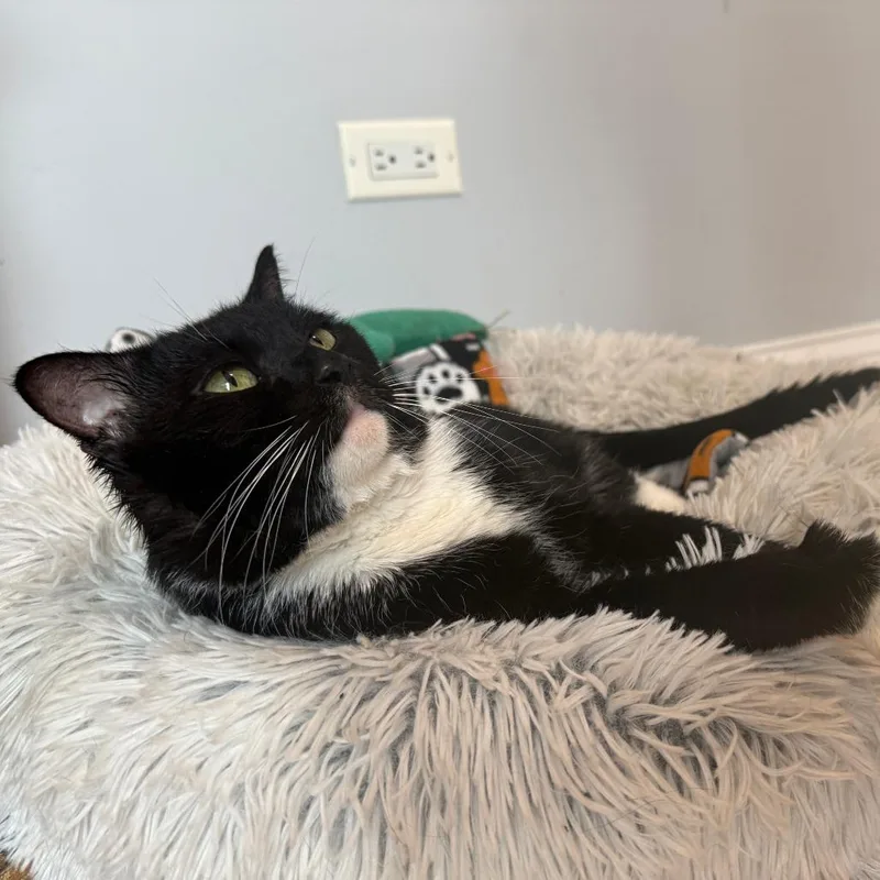 Norbert thumbnail 5