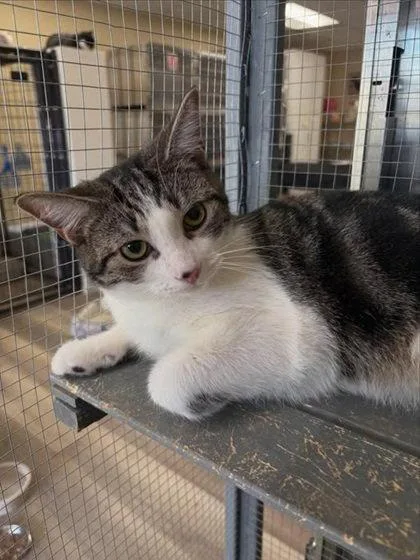 A young medium-sized male Tabby cat named Wiley for adoption in Massapequa, NY