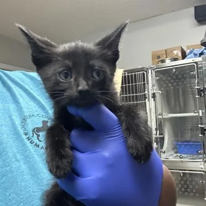 A young medium-sized male Domestic Short Hair cat named Charmer for adoption in Kansas City, MO