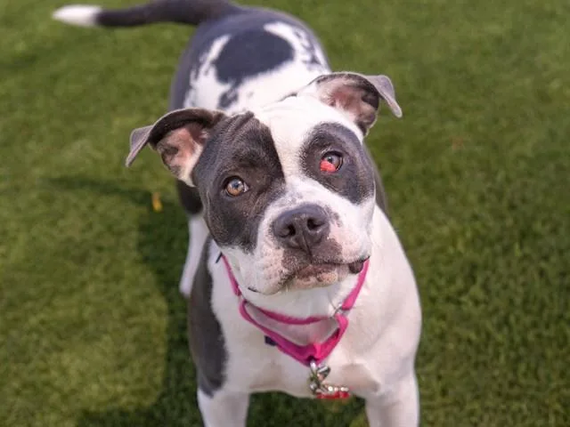 A young small-sized female Pit Bull Terrier dog named Venus for adoption in Martinez, CA