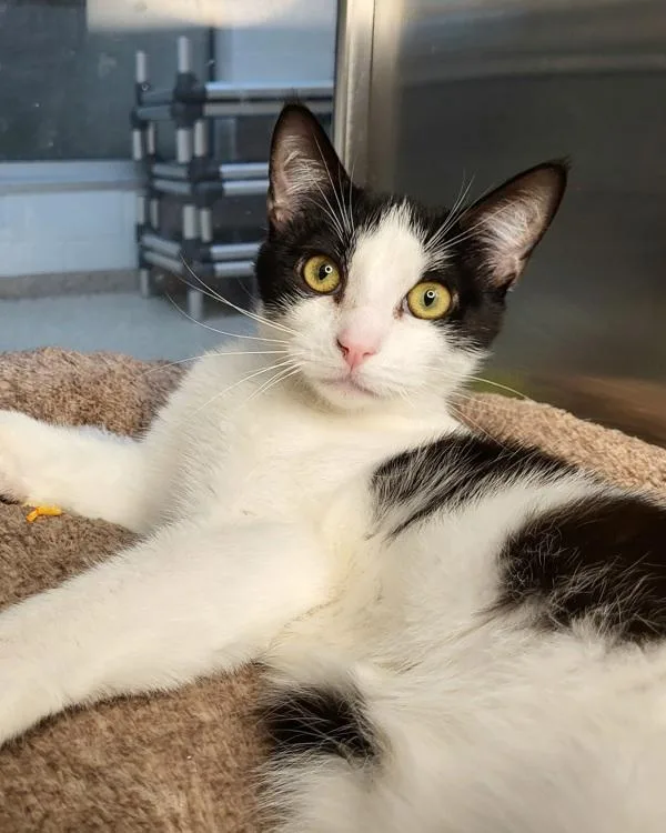 Lancelot thumbnail 3