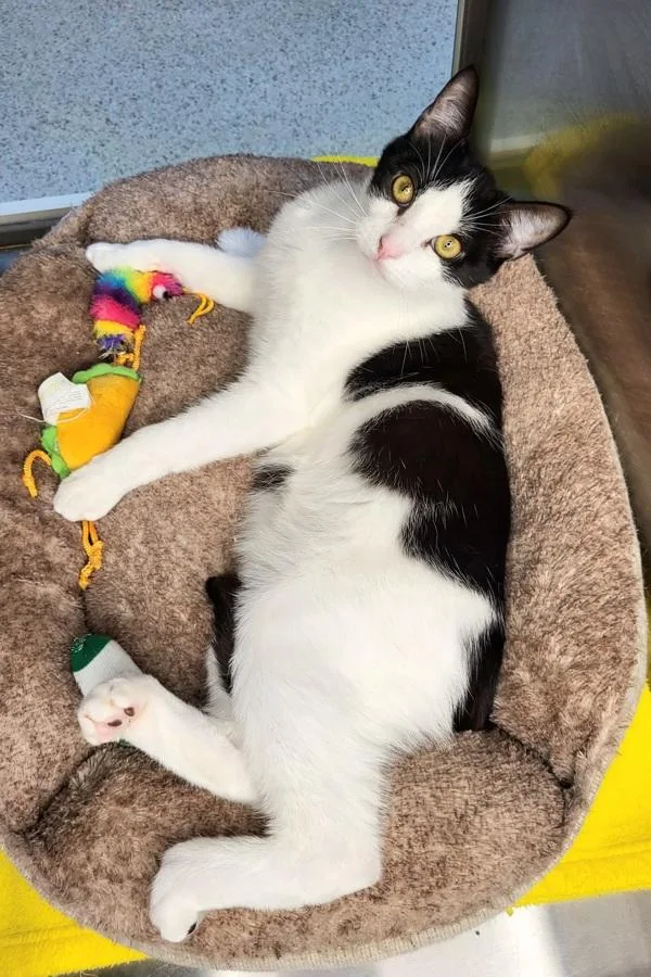 Lancelot thumbnail 4