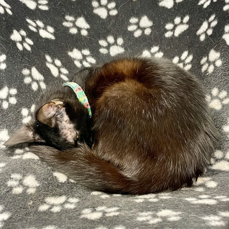 A young medium-sized female Black Domestic Short Hair cat named Linguine for adoption in Plano, TX