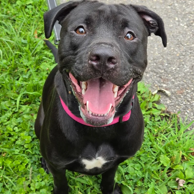 A young medium-sized female Black Pit Bull Terrier dog named Popsicle for adoption in Warren, OH