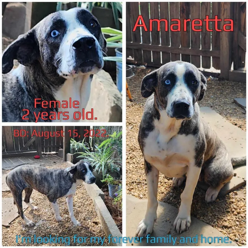 An adult medium-sized female Brindle Mixed Breed dog named Amaretta for adoption in Boaz, AL