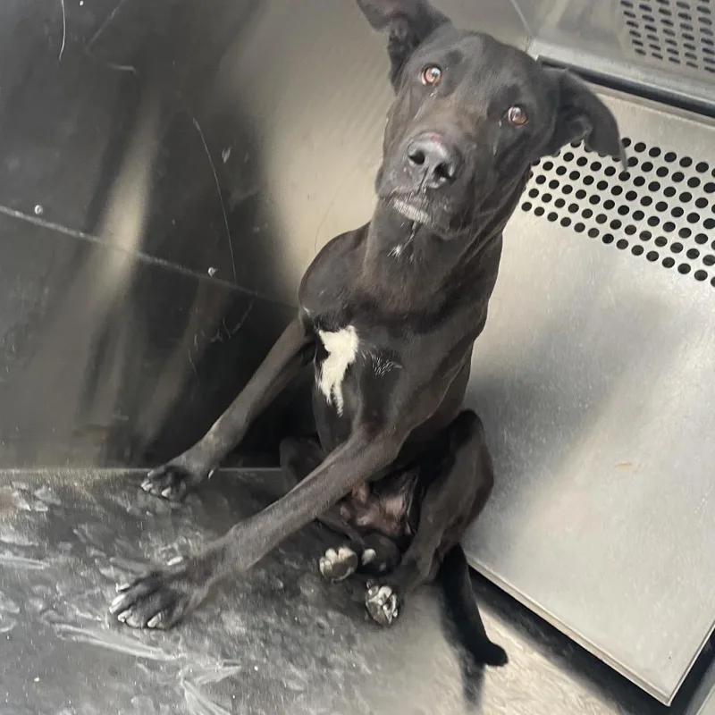 An adult large-sized male Black Shepherd dog named Babar for adoption in Edinburg, TX