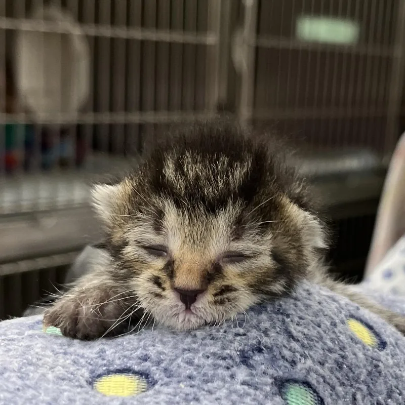 A baby small-sized male Brown / Chocolate Domestic Short Hair cat named Ron for adoption in West Palm Beach, FL
