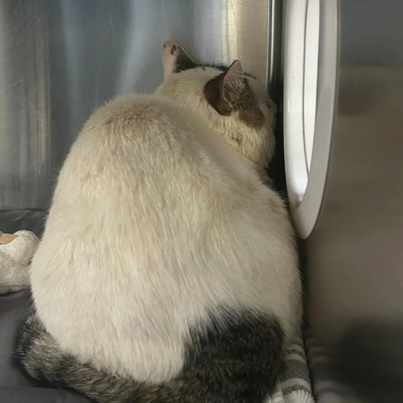 A senior extra large-sized male Black Domestic Short Hair cat named Oogie Boogie for adoption in Asheville, NC