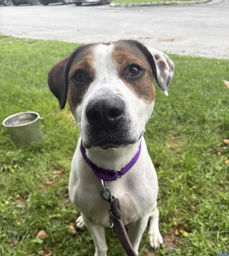 An adult medium-sized female Tricolor (Brown, Black, & White) Hound dog named Mirabella for adoption in Elmsford, NY