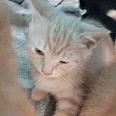 A baby small-sized female Buff / Tan / Fawn Domestic Short Hair cat named Dana for adoption in New York, NY