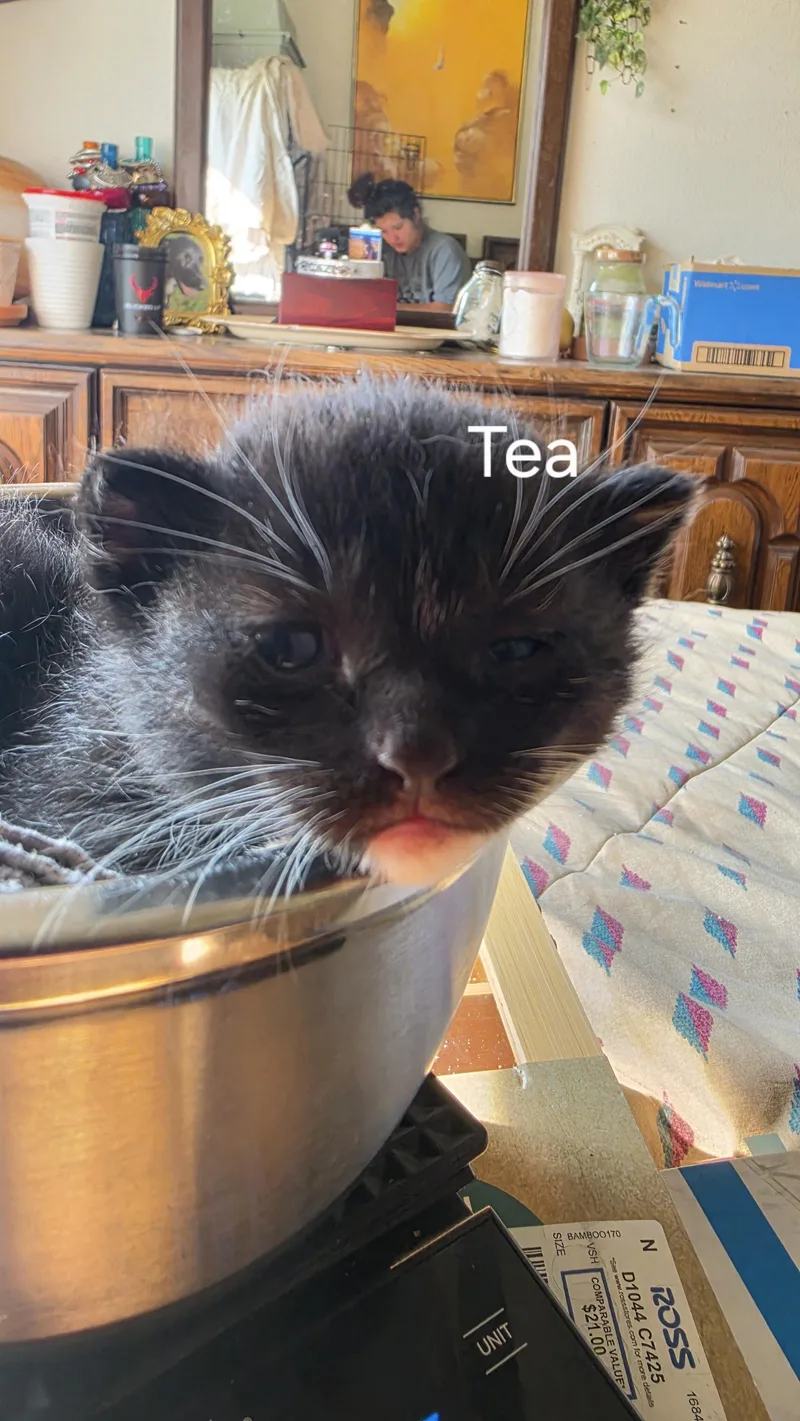 Tea