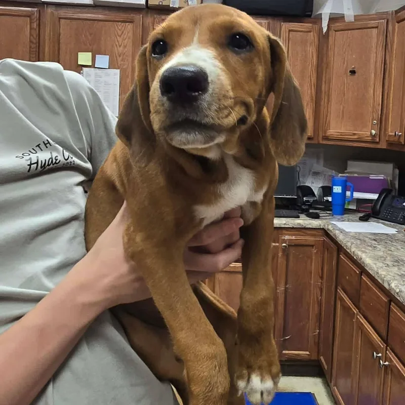 A young medium-sized male Hound dog named Perro for adoption in Cumberland, RI